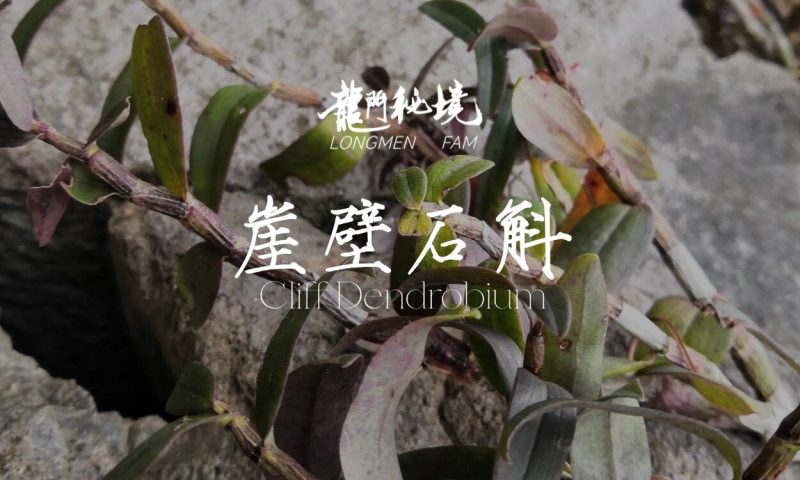 崖壁石斛-龙门秘境高山鲜本草100g-龙门秘境