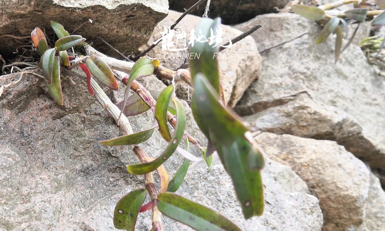 幻灯片-龙门秘境