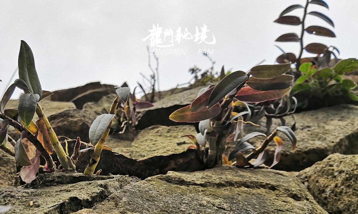幻灯片-龙门秘境