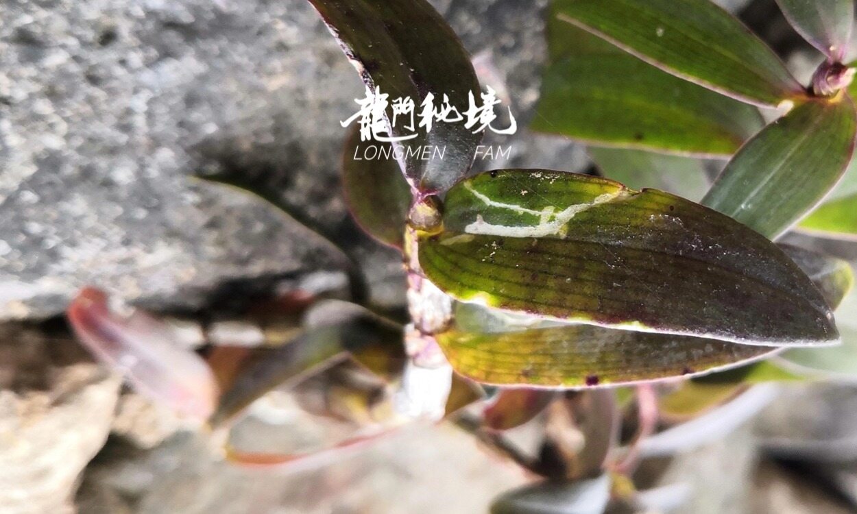 幻灯片-龙门秘境