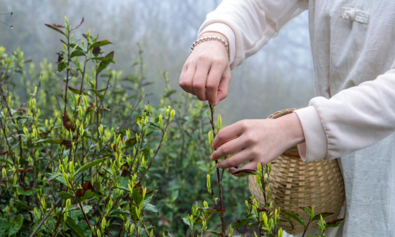 龙门秘境石缝野茶挚友礼（12个月）-龙门秘境